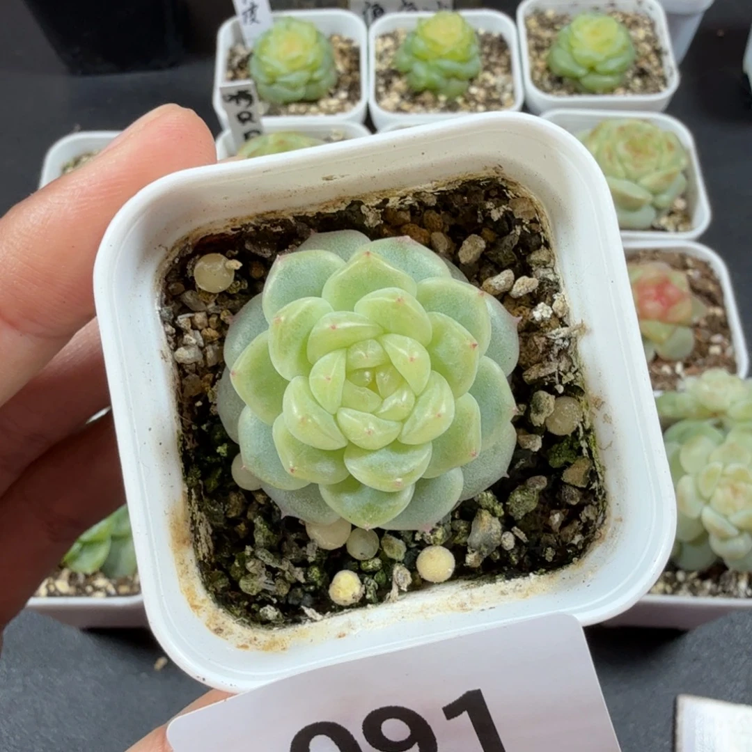 糖混单头一物一拍091