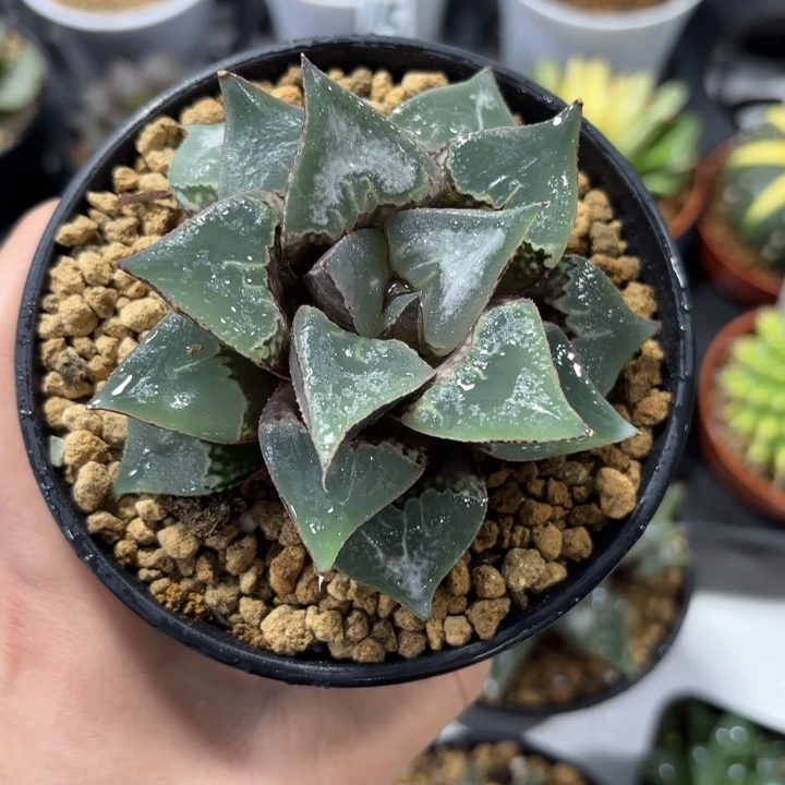 母本酒吞童子多肉植物