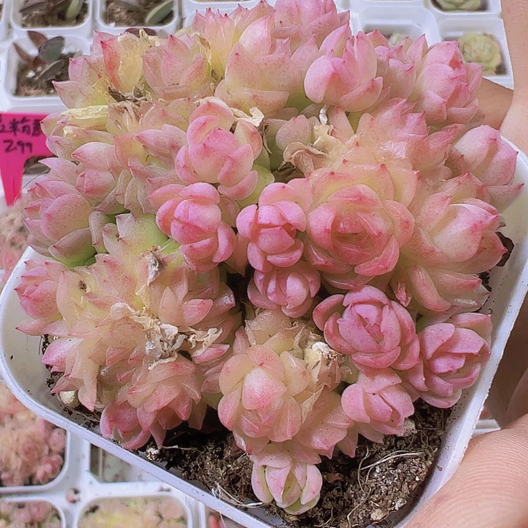 粉麦秆超多头19包邮