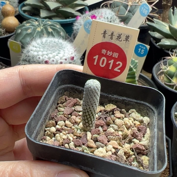 实生精巧丸一棵仙人球