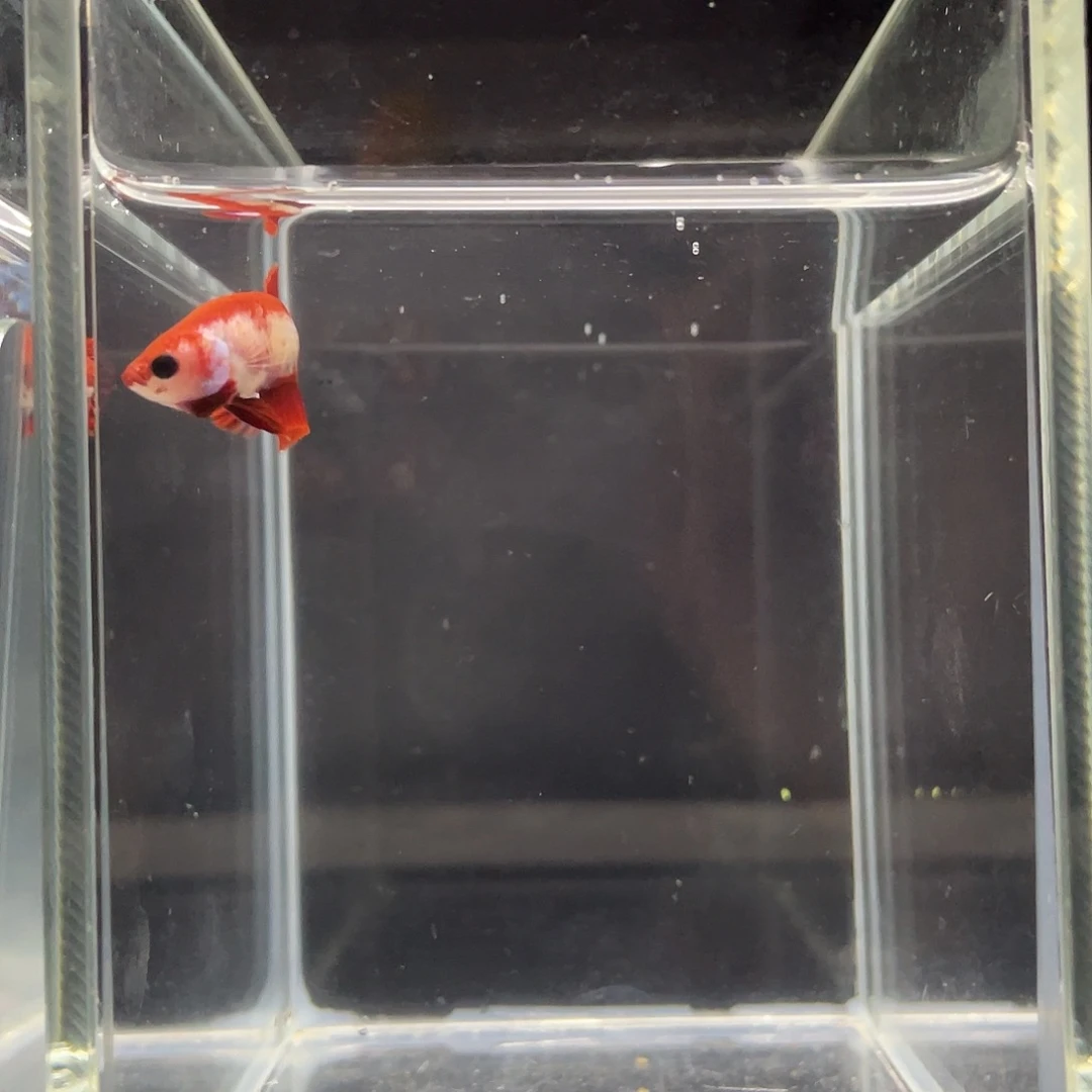 斗鱼28号猴脸koi红肉母