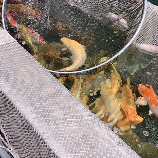 海水赤木芒果芥子