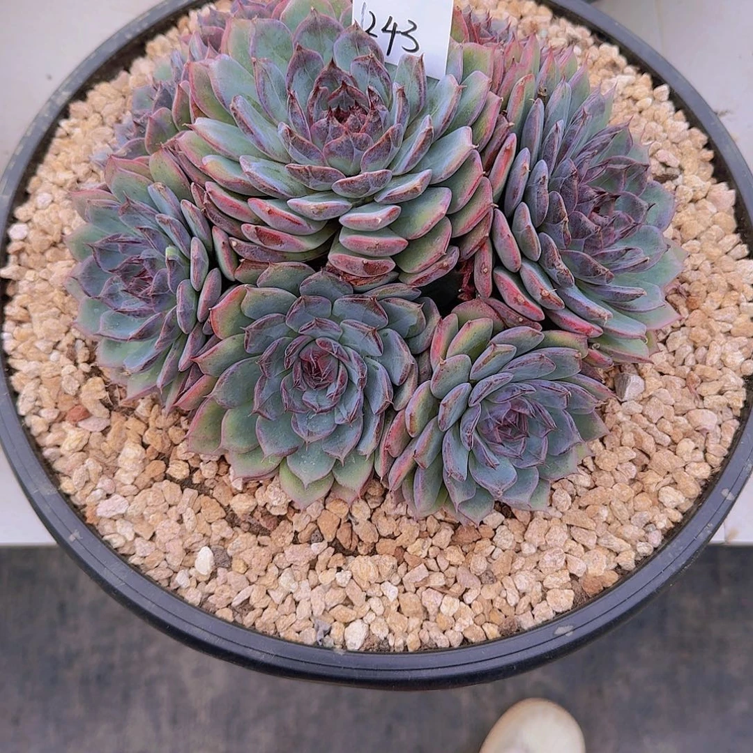 水***】1243蓝色妖姬多肉植物