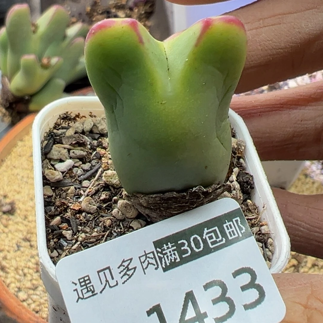 多肉植物111111111111111
