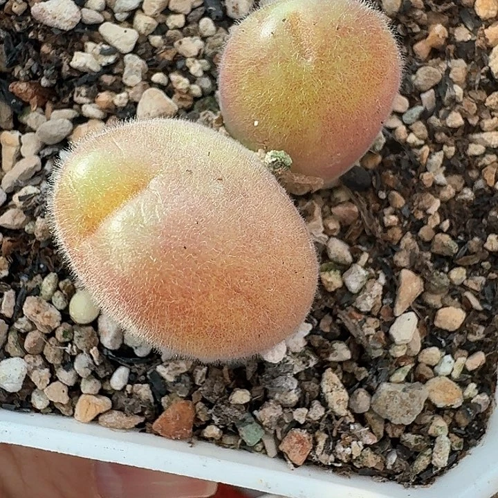 老马生石花毛翠滴815