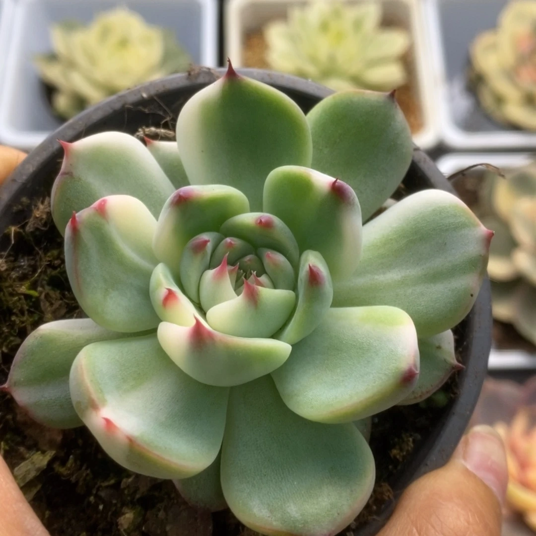 460锦锦锦锦锦锦锦