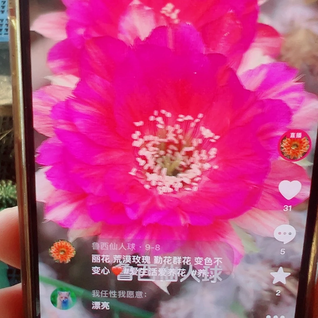 毛花柱 荒漠玫瑰侧芽 满20包邮