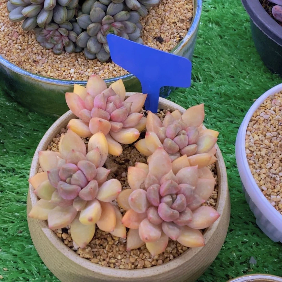 开心多肉植物多肉