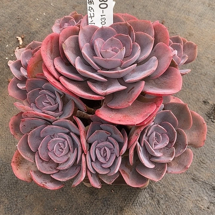 小七夕多肉尘埃玫瑰08