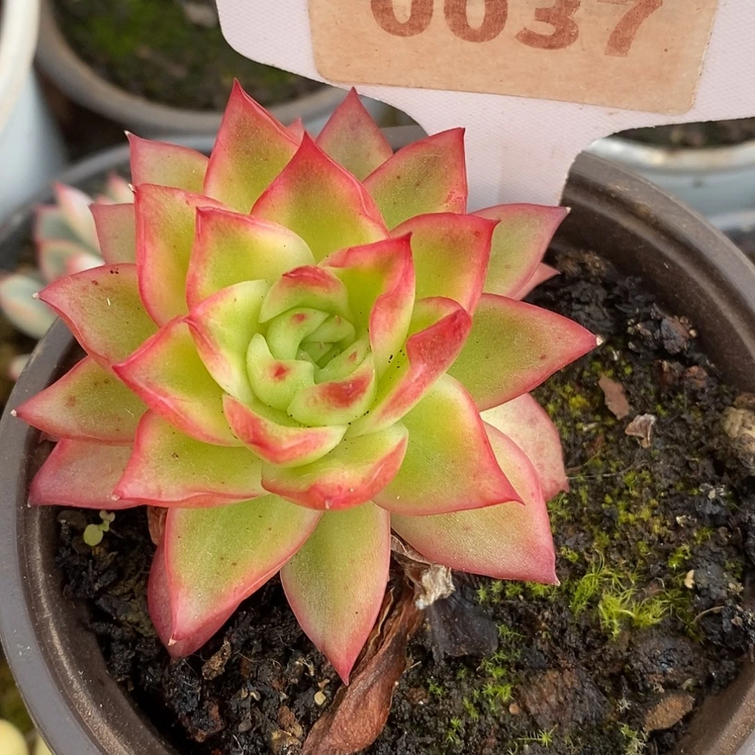 037东云杂哈哈哈哈哈