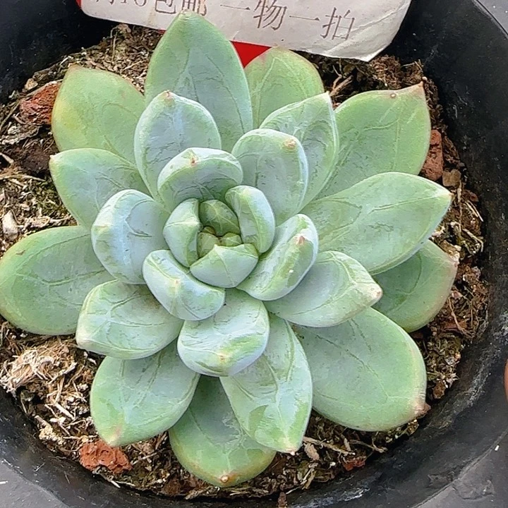 美人优选698多肉植物