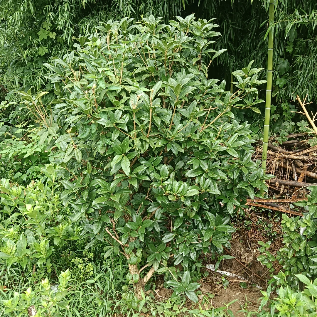 四季桂花树庭院室外开花的优质盆栽图片