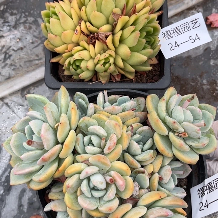 24-54-55千山雪白蜡东云多肉2颗