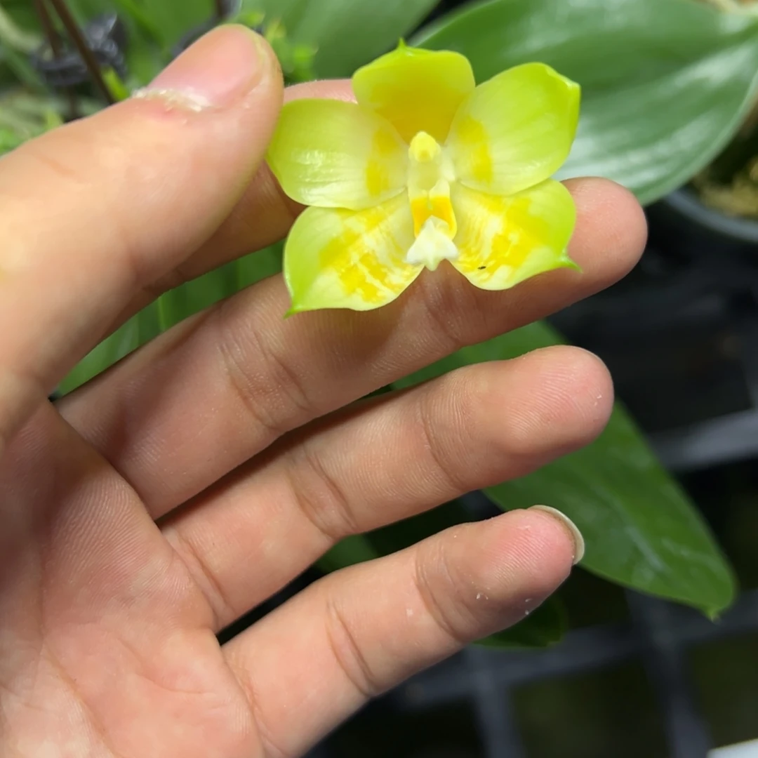 完全开放l063三寸ys1168