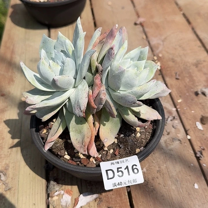 晓*森牡丹苹果叶仙女杯