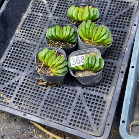 368玉扇5盆一物一图如图