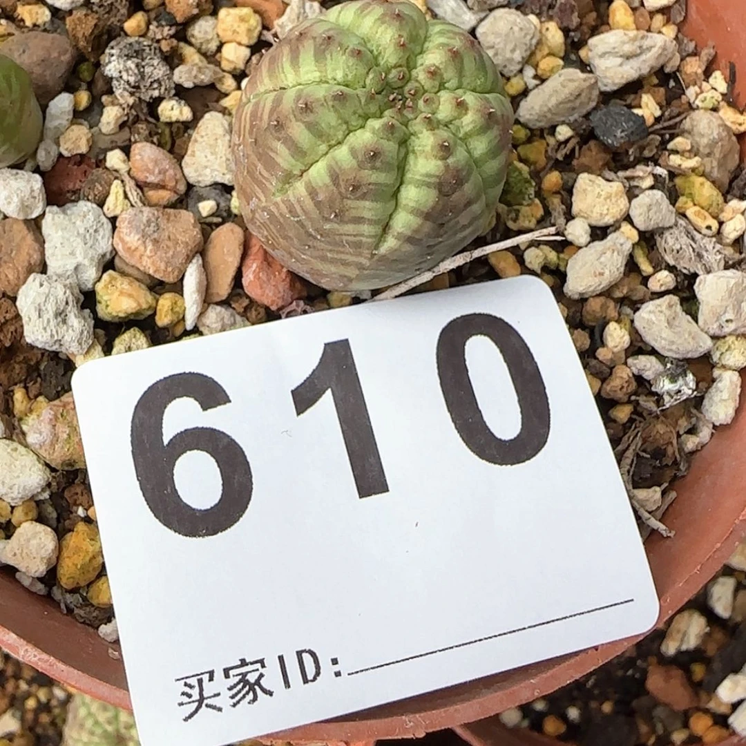 【闪购商品】n***e块根植物布纹球