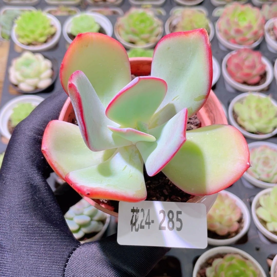 花利美24-285白眉