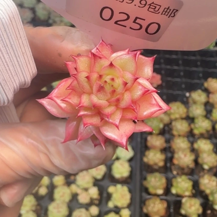 250号 玉玲珑