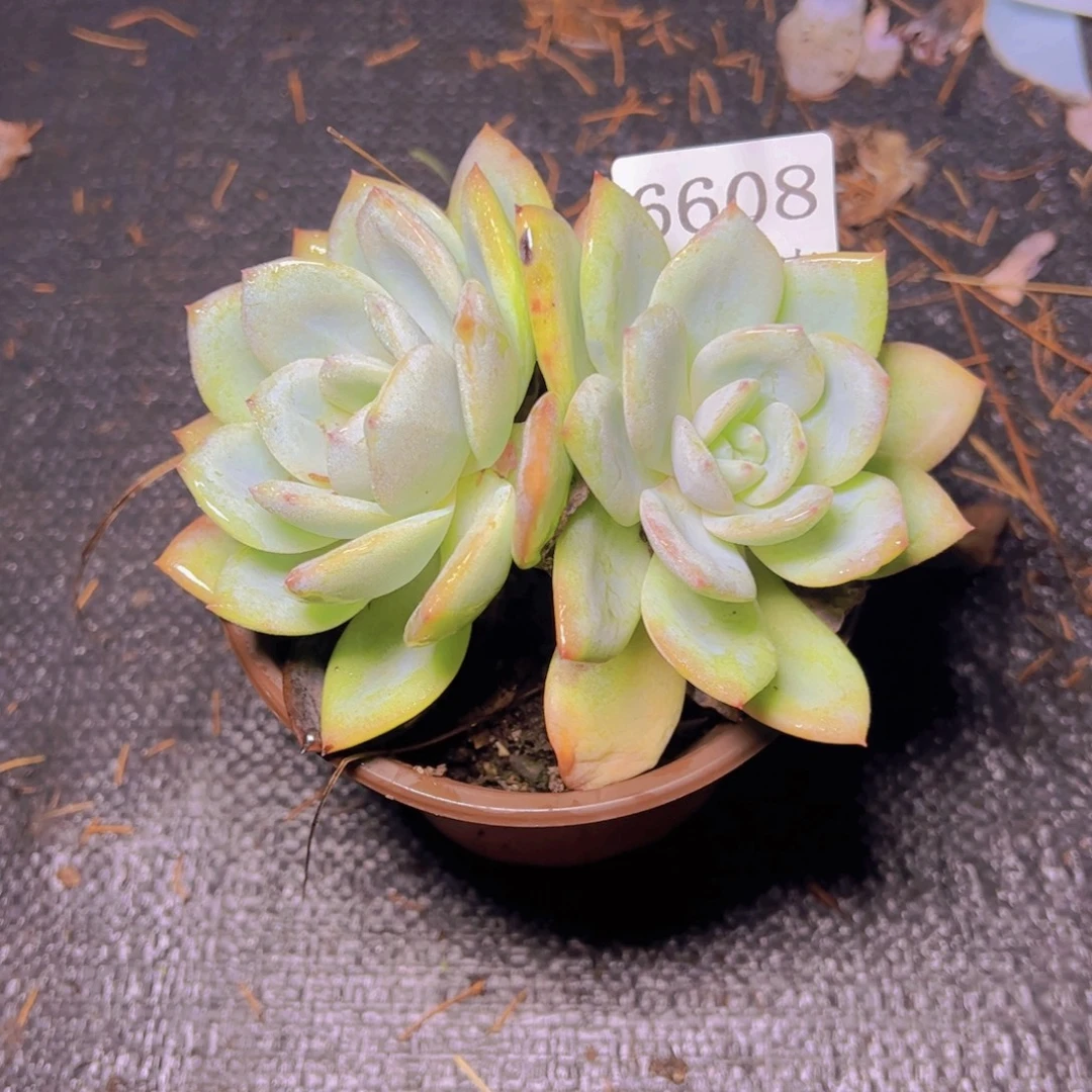 小凤城6608多肉植物