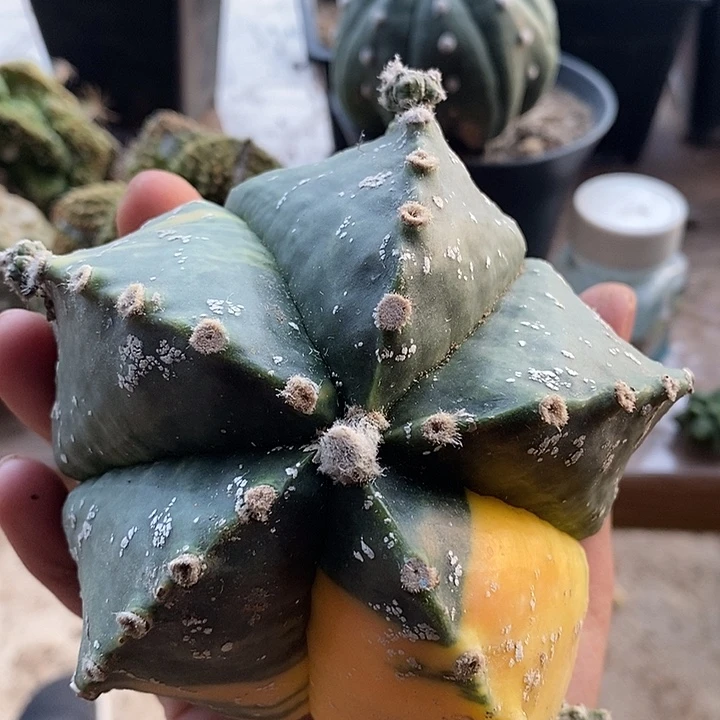 落地无根龟甲鸾锦