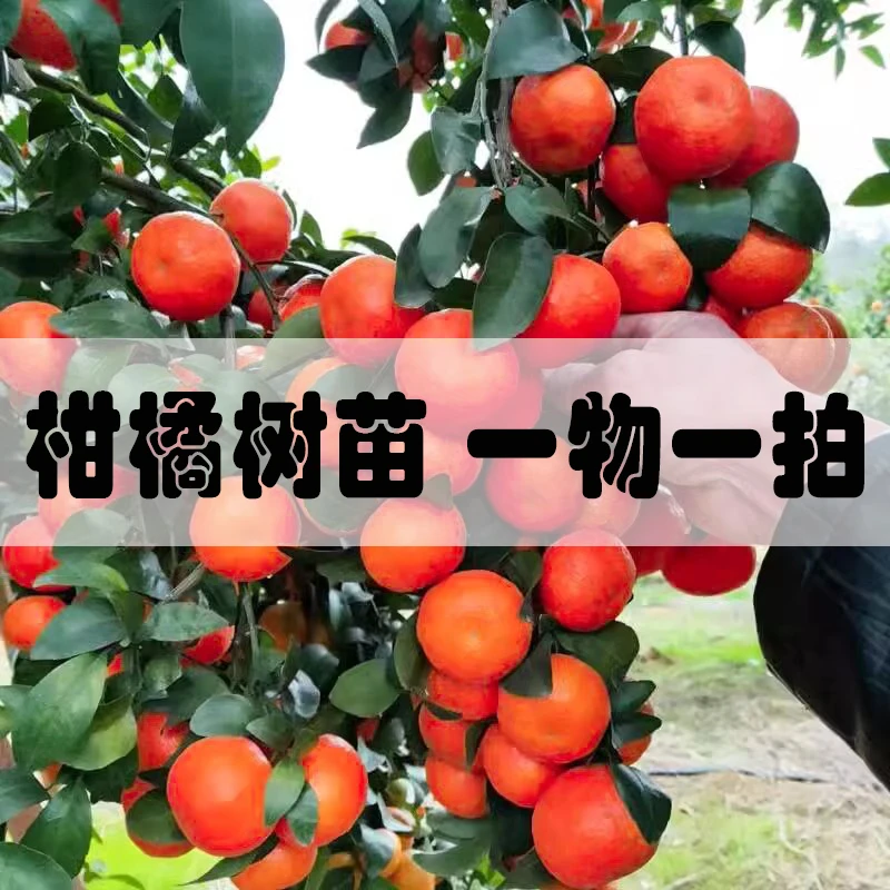 【一物一拍】东方红桔砂糖橘红美人葡萄柚沃柑脐橙嫁接果树苗