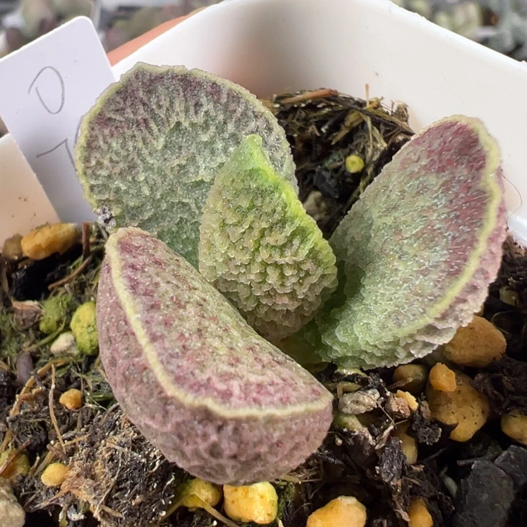 w冰晶纹冰晶颗粒斑点款实生新品