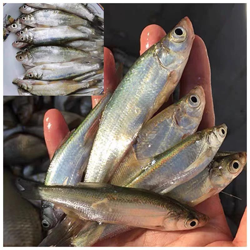 代购野生鱼改价链接，一物一拍，拍完不退。