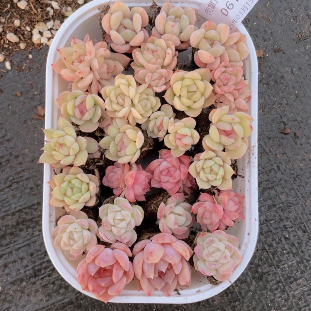 我们的生活方式是什么061