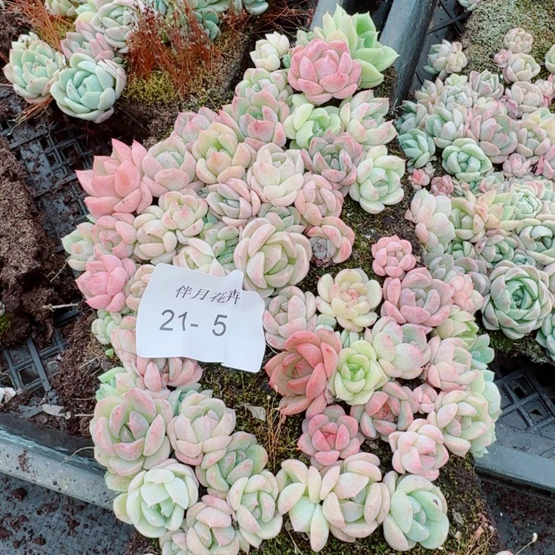 糖心切糕一份量拍21-5