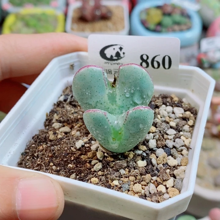 美丽的生石花花花860