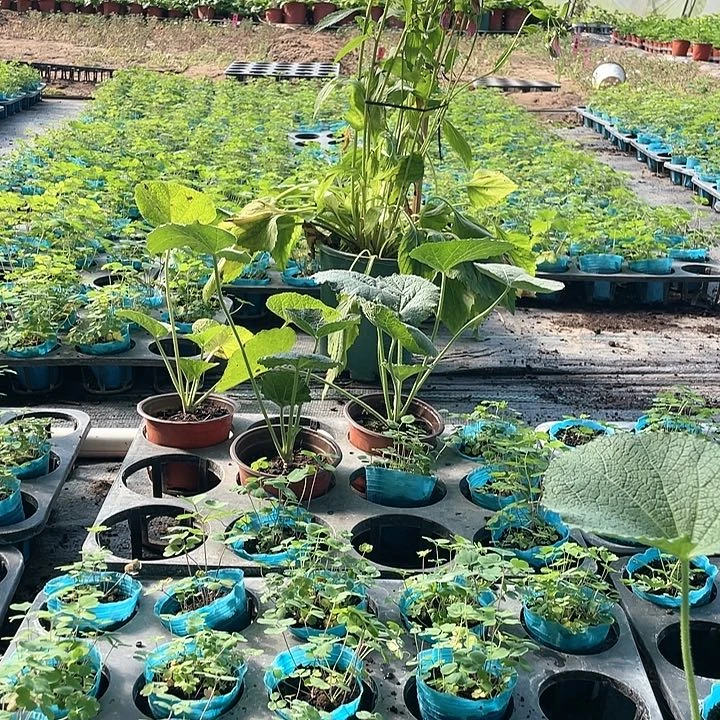 无花朵梦**蝶粉丝福利