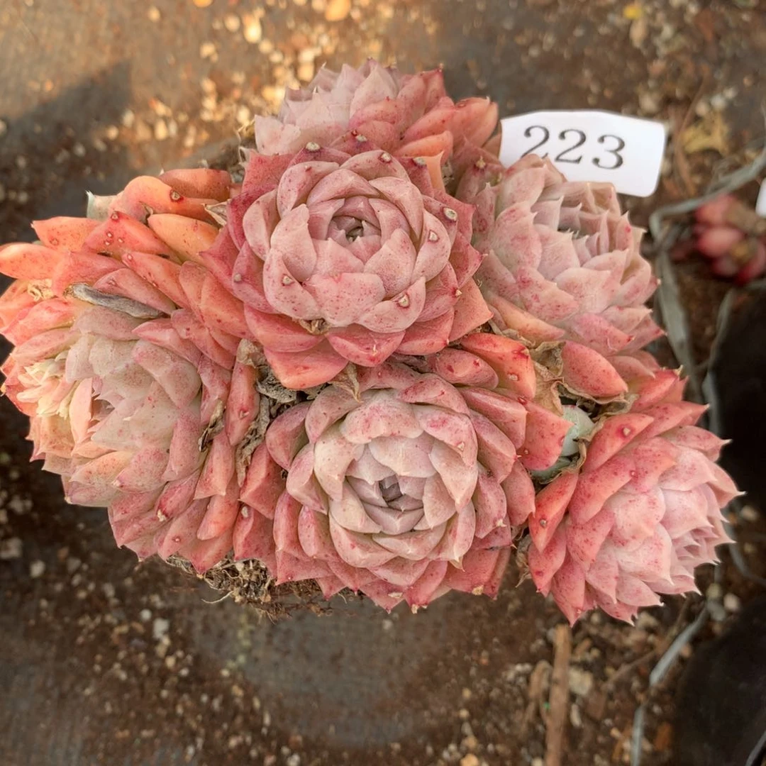 223杂交精品基地12厘米