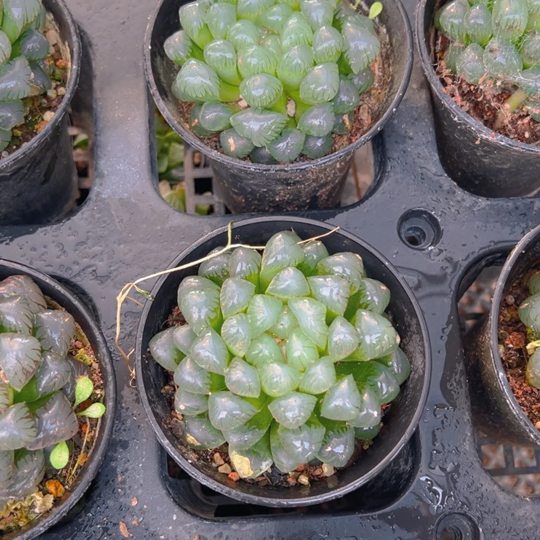 万象盆冰灯玉露多肉一颗