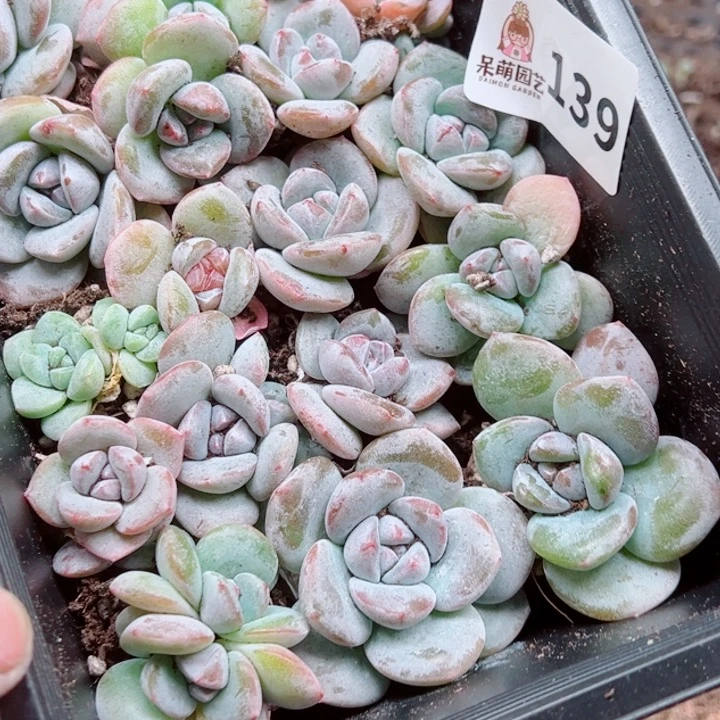 L***D多肉植物多肉植物