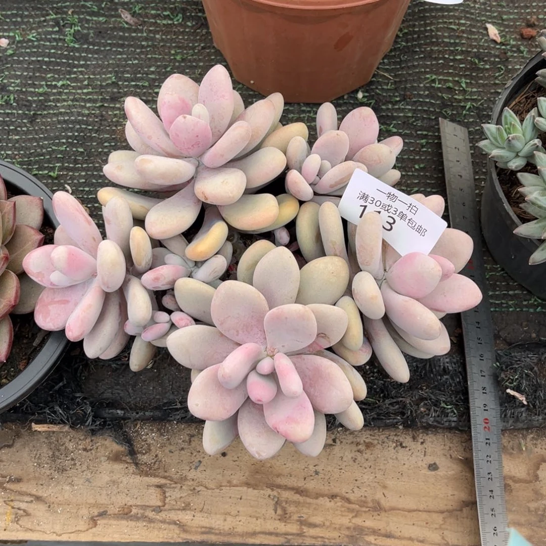 113桃蛋多肉植物……