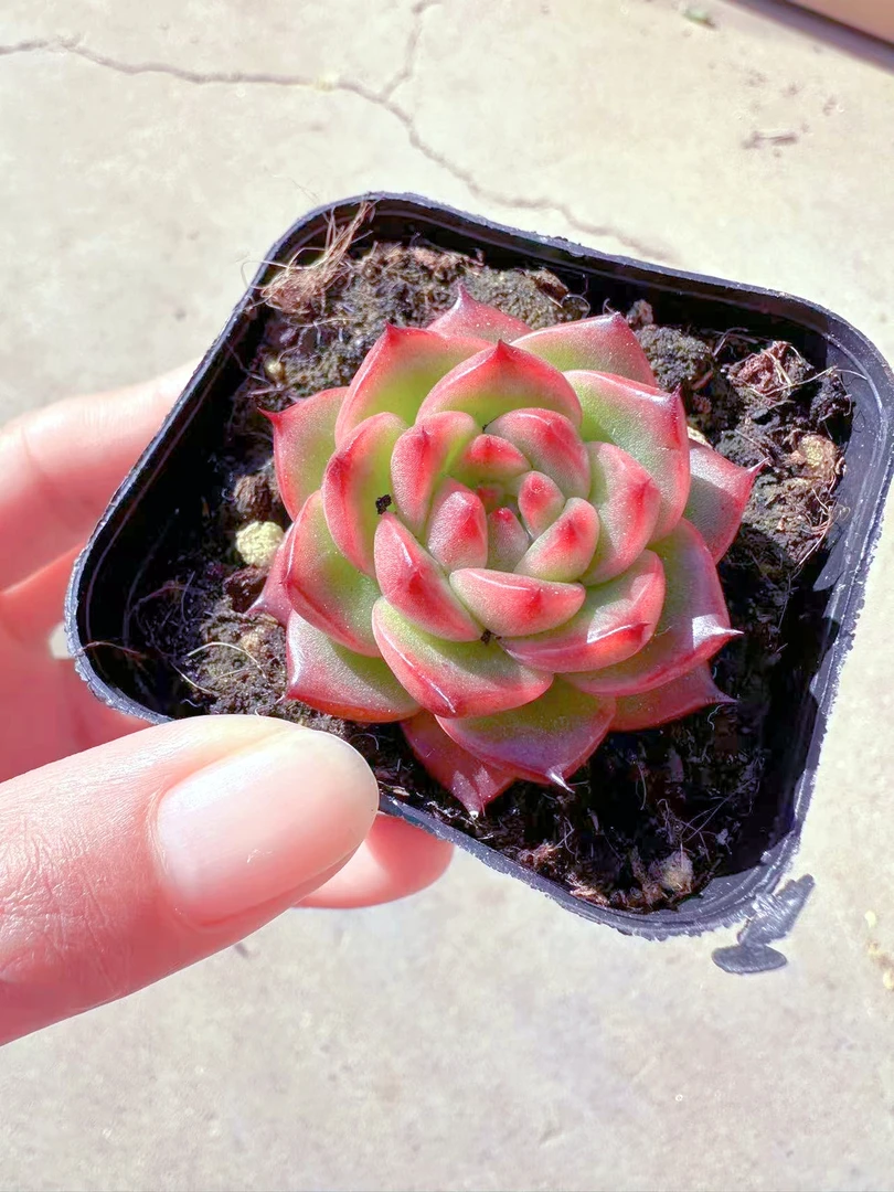 凯撒多肉植物（满9.9元包邮发货）