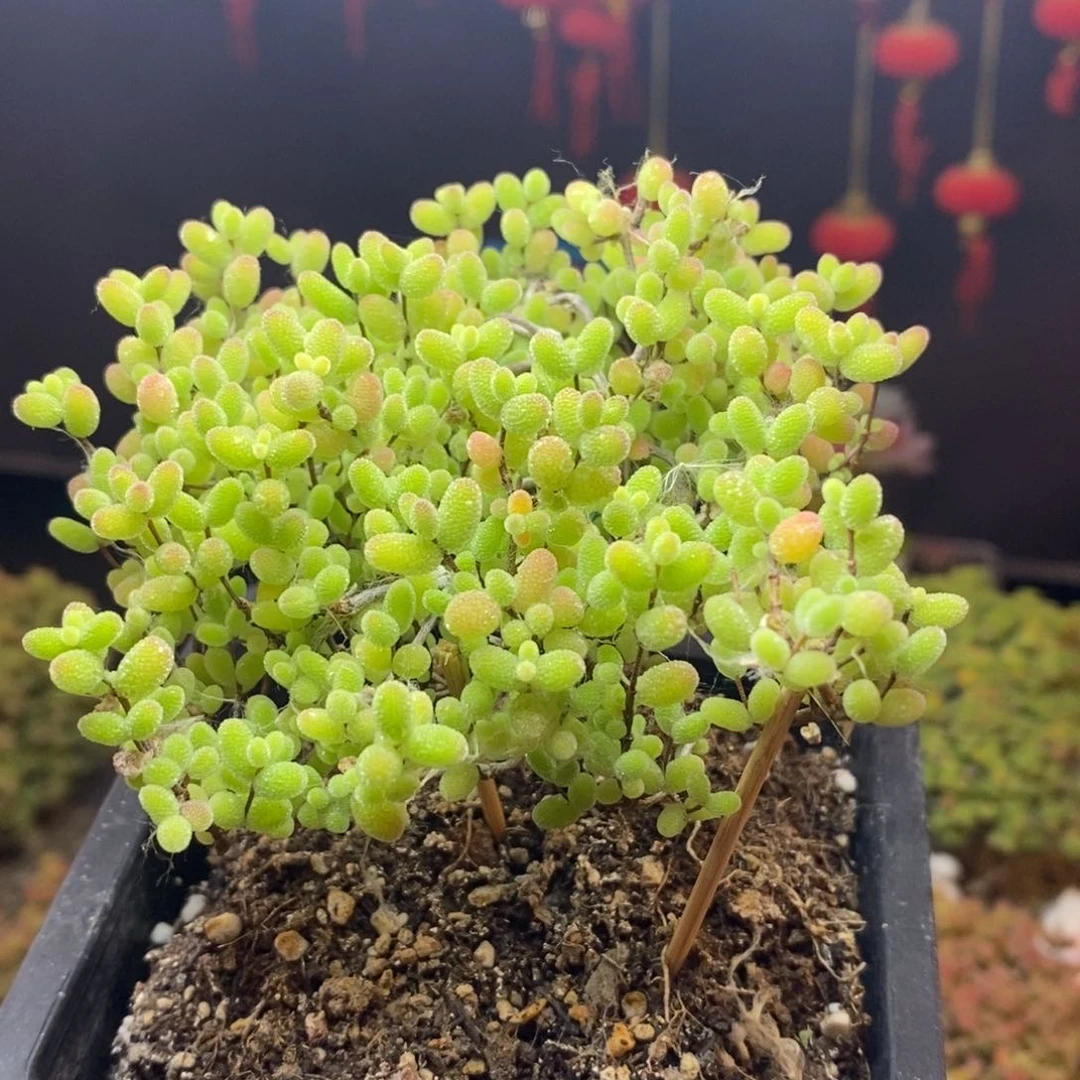 无花朵60号蜜橘糖球枝干