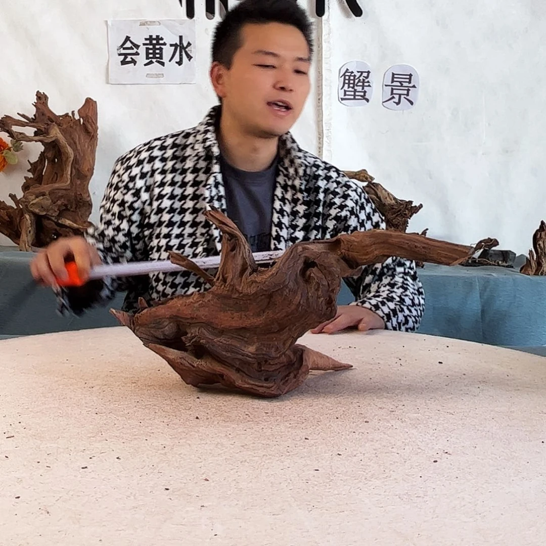 周末福利沉木造景寄居蟹造景