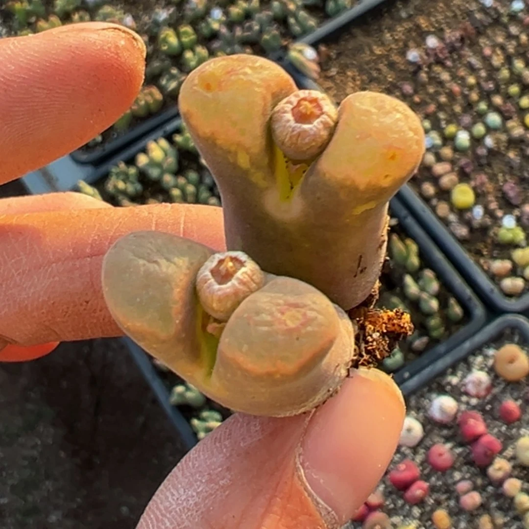 小**呀多肉植物11111111111111