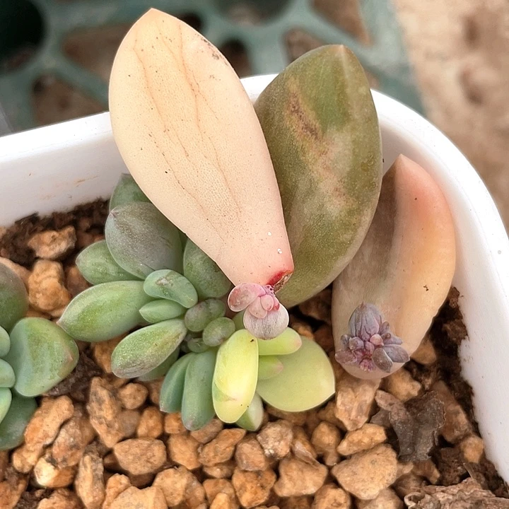 猫***所紫丽殿锦叶插一物一拍