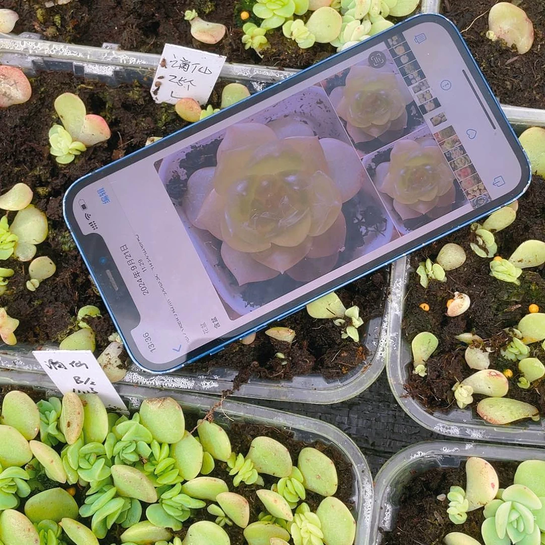 谪仙芝麻苗一个满25包邮