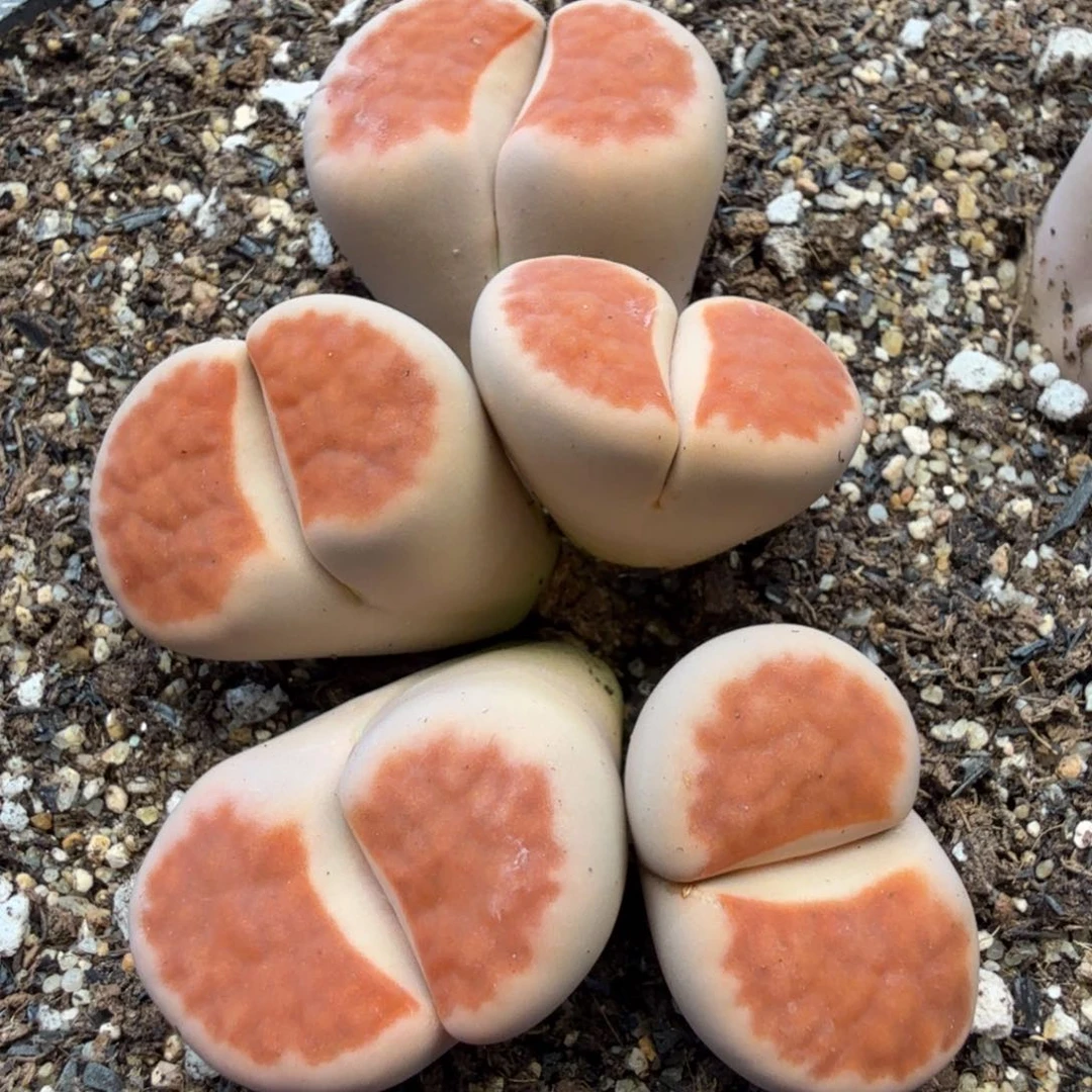 鹿***森多肉植物多肉植物多肉植物