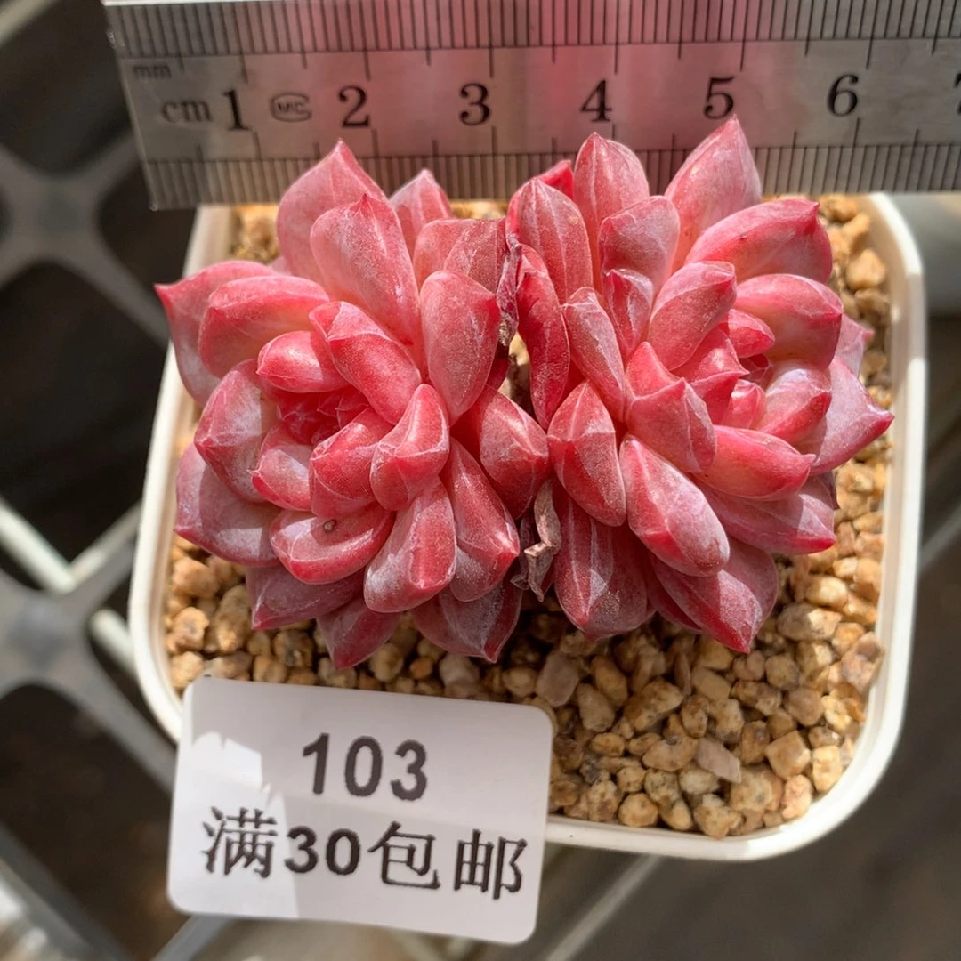 103。透心红琥珀老桩双头。