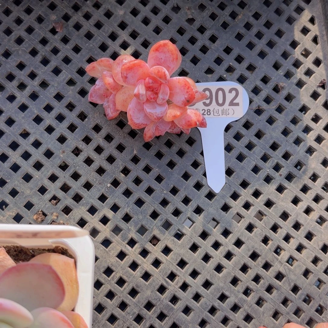 C902橙子老桩一物一拍