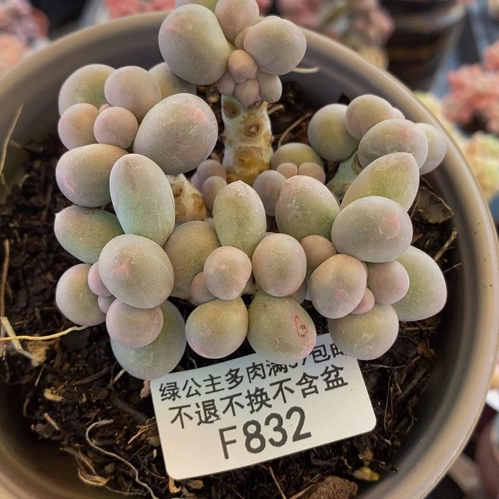 香水手指奶8cm832多肉植物