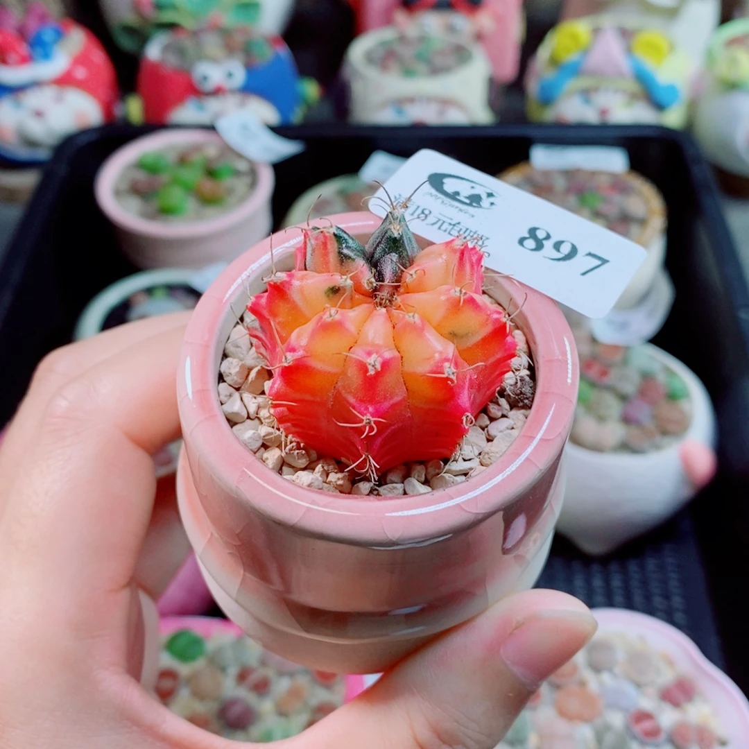 生石花花花花花花897