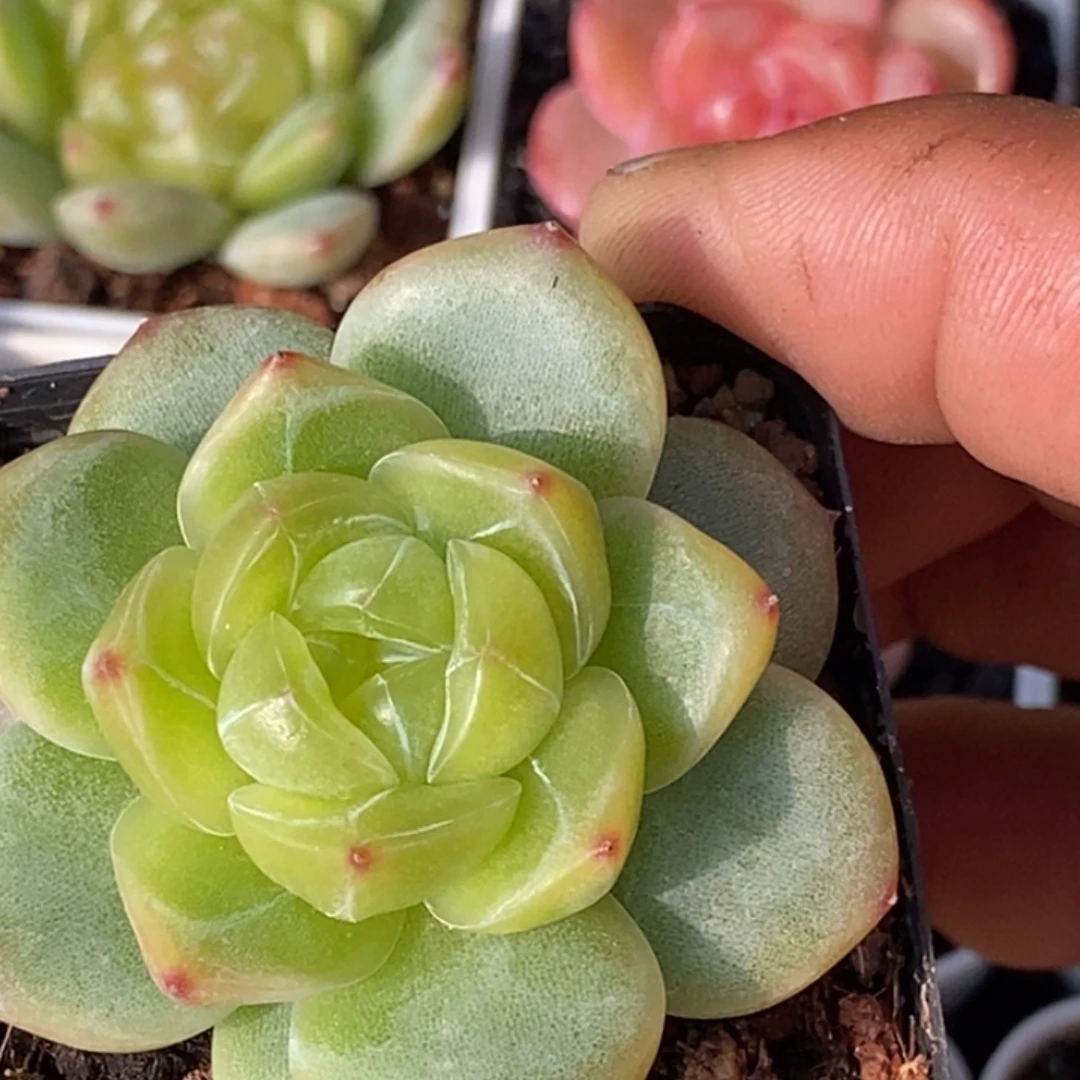 天官赐福百无禁忌