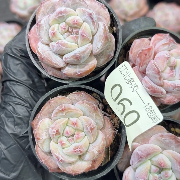 *****60 号到手1框江北多肉