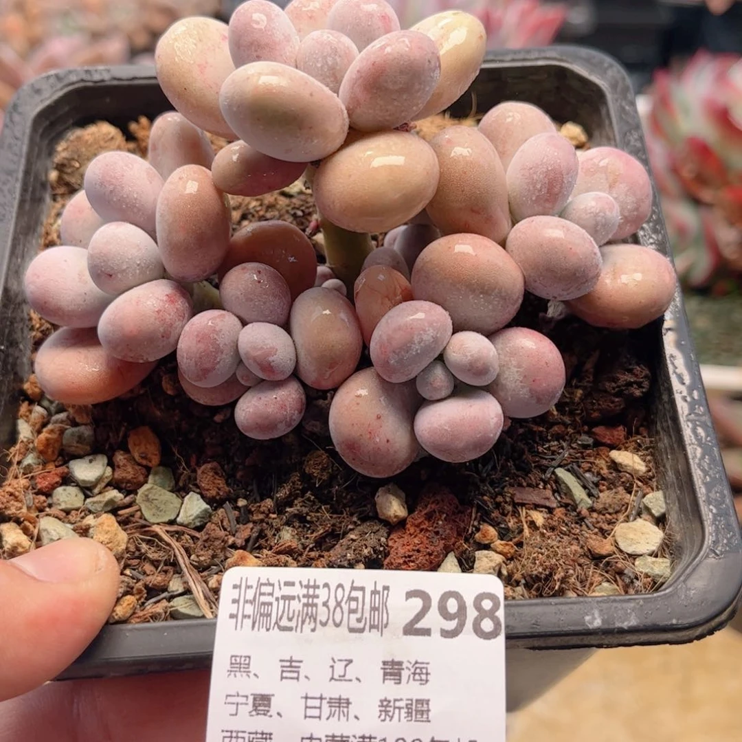 298奶蛋德华多肉